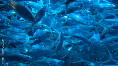 Underwater School of Fish in Blue Ocean Mesmerizing Aquatic Display of Marine Life