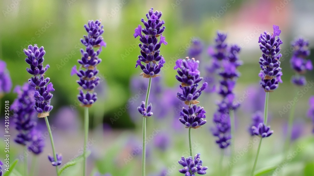 Fototapeta premium Lavender flowers blooming in garden, shallow depth of field, blurred background, nature photography for websites