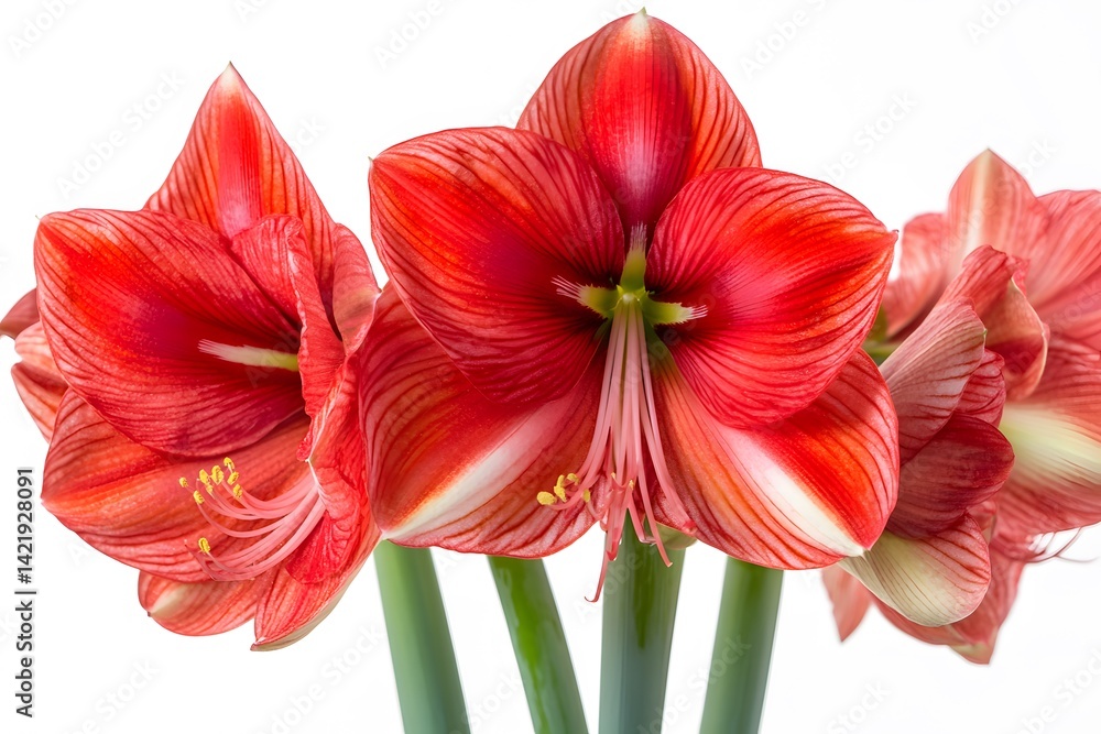 Fototapeta premium Stunning Red Amaryllis Flowers Close Up Bouquet