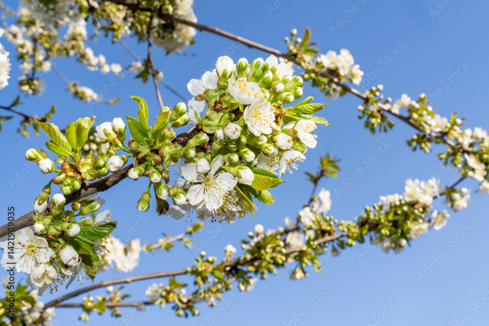 Branches of blooming cherry tree with white flowers and green leaves against blue sky. Close-up spring nature photography. Cherry blossom and seasonal gardening concept. Springtime holidays. Design fo Branches of blooming cherry tree with white flowers and green leaves against blue sky. Close-up spring nature photography. Cherry blossom and seasonal gardening concept. Springtime holidays. Design fo