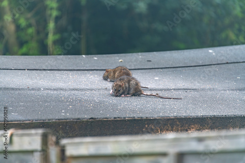 Photography Brown Rats (Rattus norvegicus) were introduced to Britain in the 18th century
