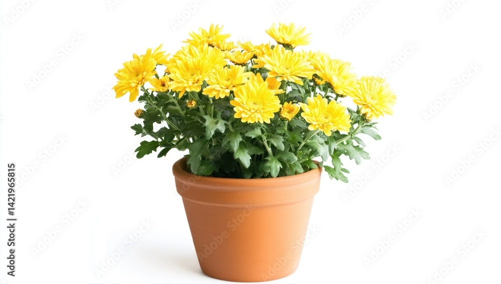 Yellow Chrysanthemum in Terracotta Pot Yellow Chrysanthemum in Terracotta Pot