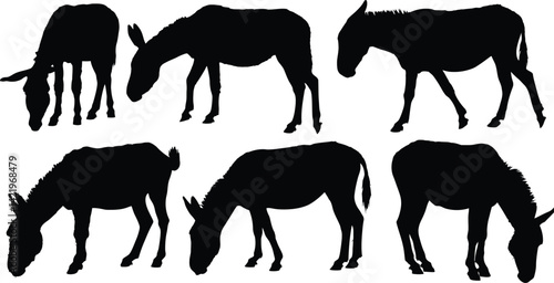 Silhouette of donkeys grazing in a white background