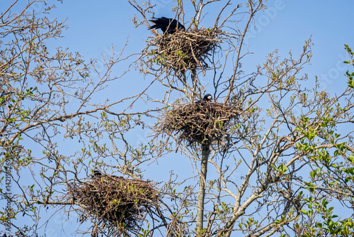 Wallpaper Mural Tree top level view of crows nesting in tree top in Gloucestershire, UK, on 11 April 2025 Torontodigital.ca