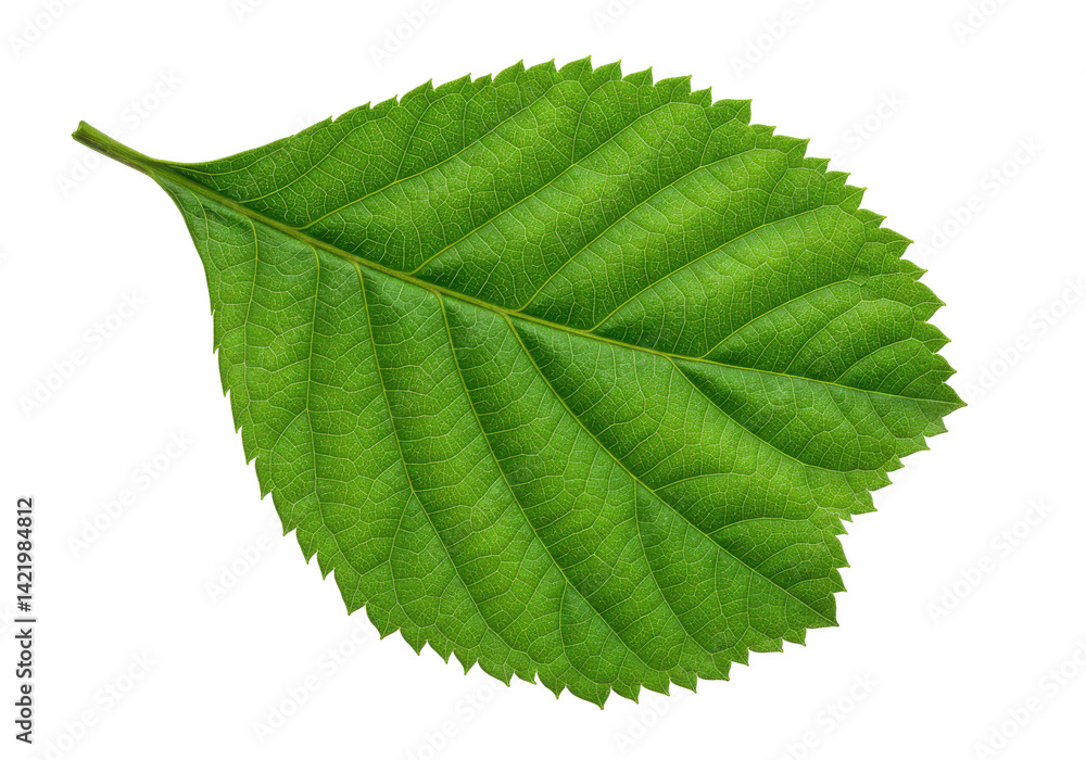 Detailed view of a vibrant green leaf Detailed view of a vibrant green leaf