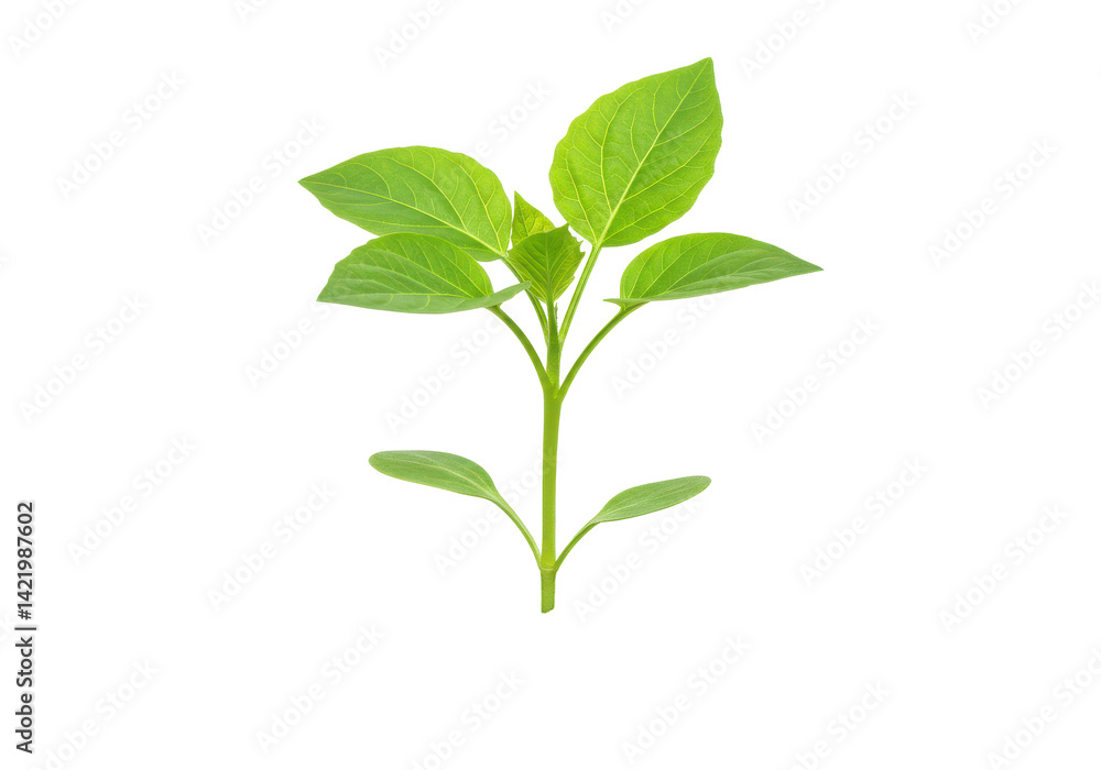 Fresh green sprout Fresh green sprout