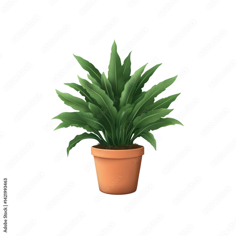 Asplenium nidus in terracotta pot - illustration of a Bird's Nest Fern Asplenium nidus in terracotta pot - illustration of a Bird's Nest Fern