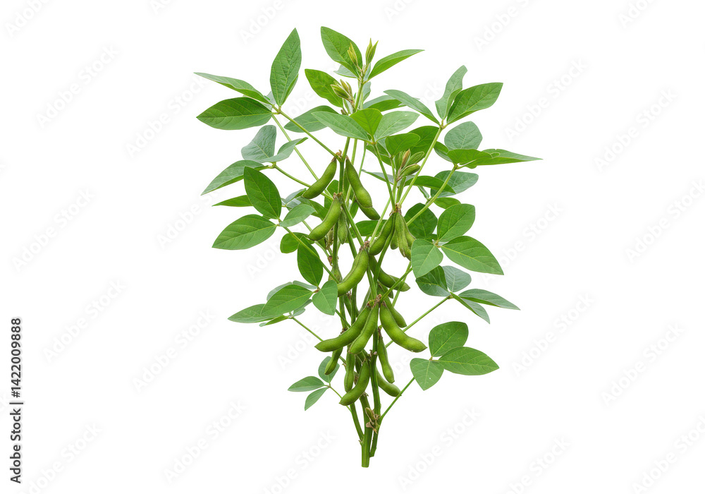 Soybean plant cluster Soybean plant cluster