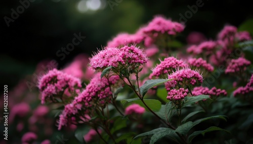 Vibrant pink flowers in a garden