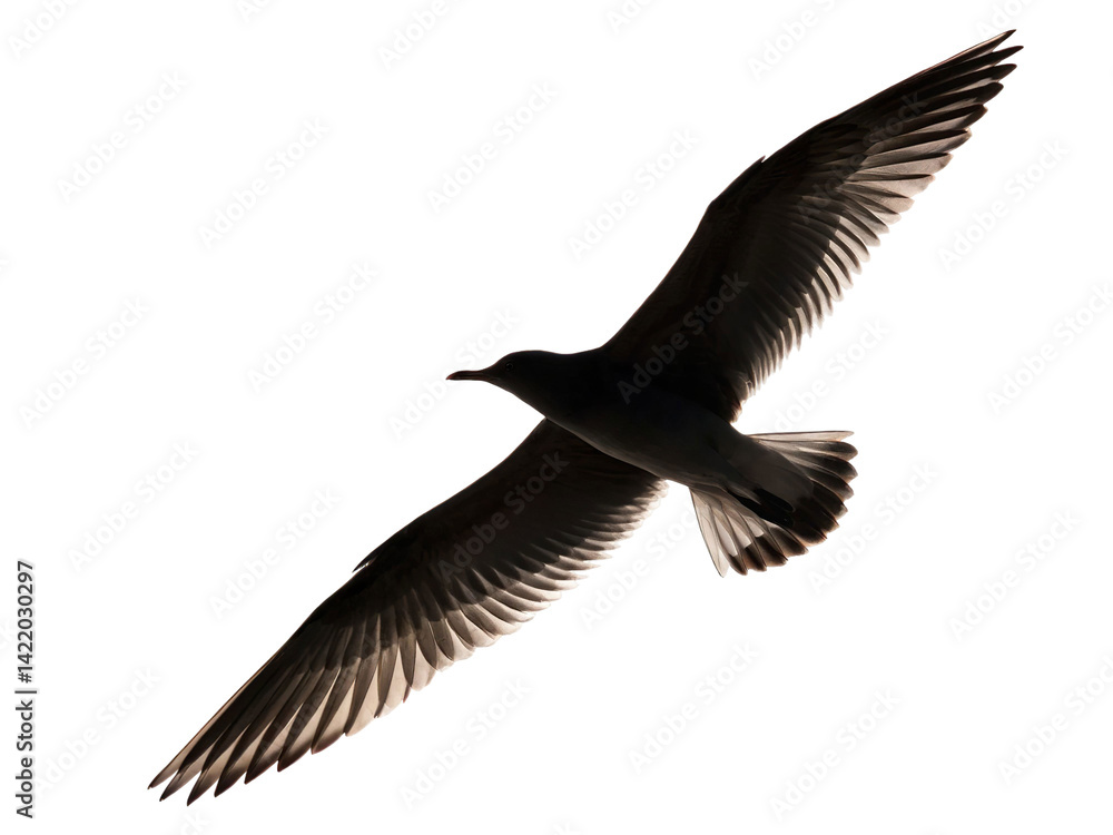 Obraz premium Bird soaring gracefully against a bright background at sunset over a coastal area