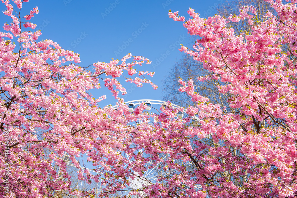 Pink sakura trees in full bloom in Victory Park, Riga, with a ferris wheel partially visible in the background under a clear blue sky.
