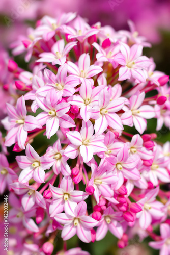 close-up of a cluster of delicate pink flowers with white stripes