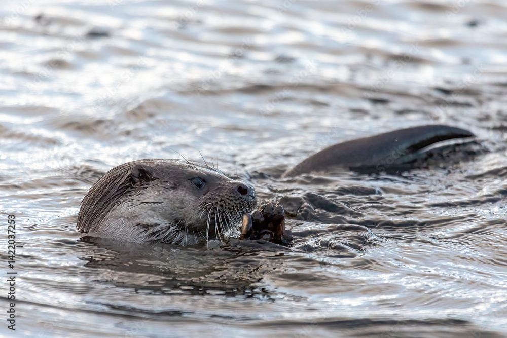 Fototapeta premium Eurasian Otter (Lutra lutra)