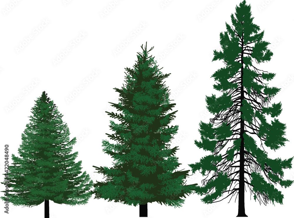 Fototapeta premium three green firs isolated on white