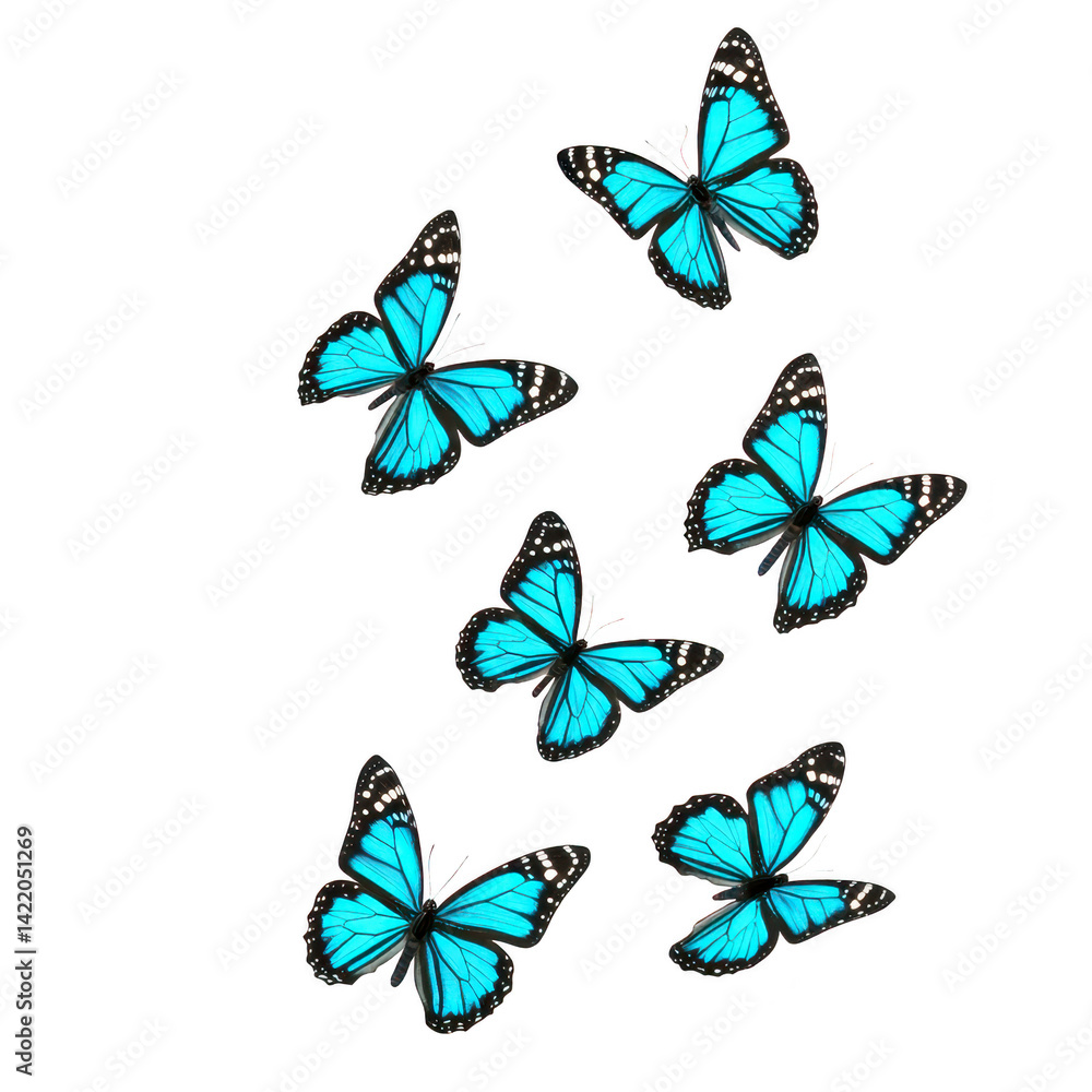 Six vibrant blue butterflies with black and white accents gracefully flutter against clear background, showcasing their delicate wings and natural beauty Six vibrant blue butterflies with black and white accents gracefully flutter against clear background, showcasing their delicate wings and natural beauty