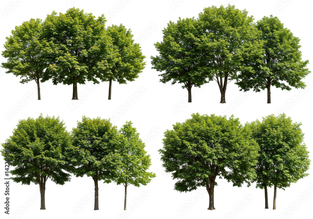 Obraz premium Lush Green Trees Isolated