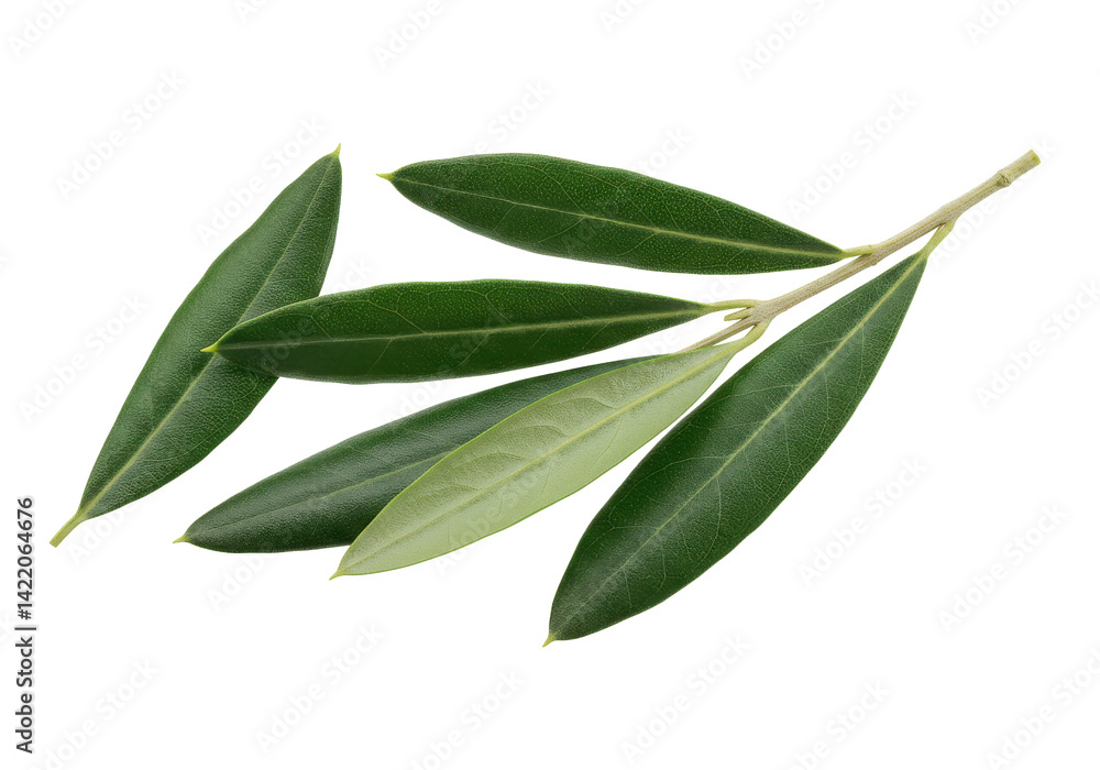 Obraz premium Fresh olive branch leaves