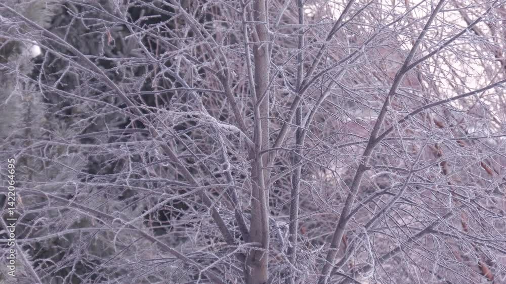 A tree covered with frost in the early morning. A tree covered with frost in the early morning.