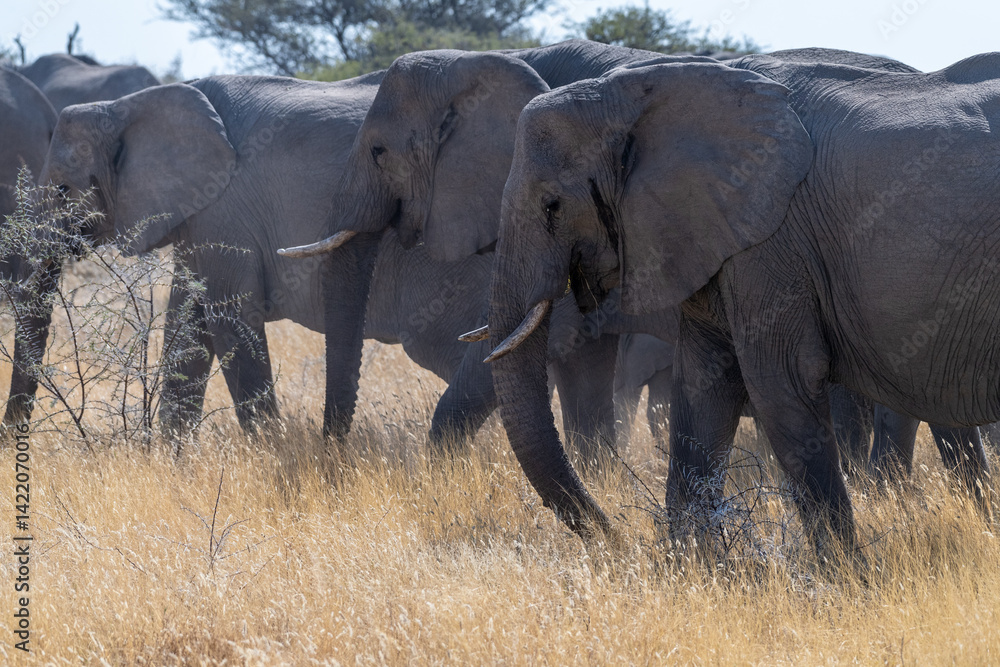 Fototapeta premium A herd of African Elephants -Loxodonta Africana- grazing on the plains of Etosha National Park, Namibia.