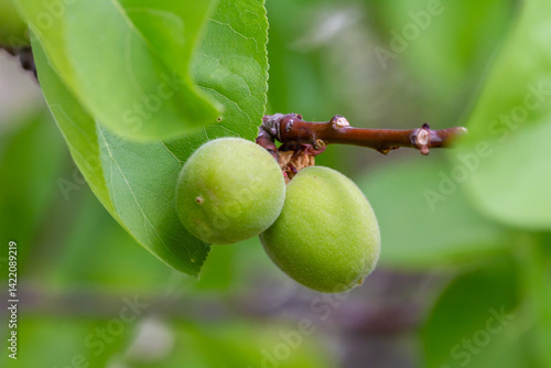 Two apricots still green on the tree where they will ripen