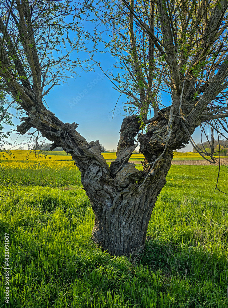 Fototapeta premium tree in the park during spring