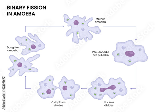 Vector illustration of an amoeba proceeding through binary fission, demonstrating cell division in biology. Perfect for educational and scientific reference.