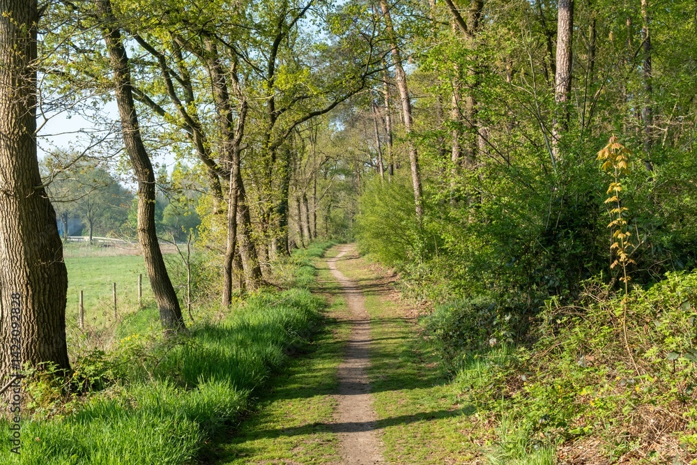 Fototapeta premium Hiking trail through lush green forest in springtime