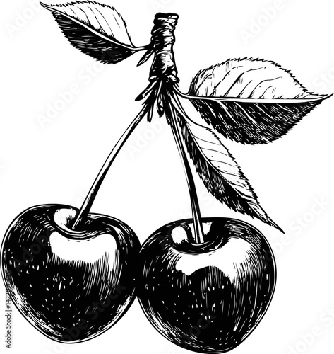 Detailed black and white illustration of two cherries with leaves on a branch. Vector illustration