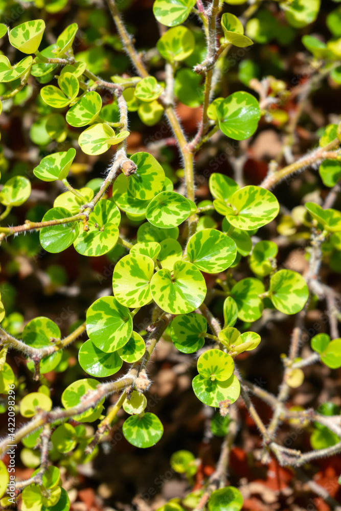 close-up view of a plant with round variegated leaves in bright green and lime yellow