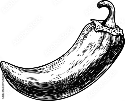 Vintage black and white illustration of a chili pepper sketch drawing. Vector illustration