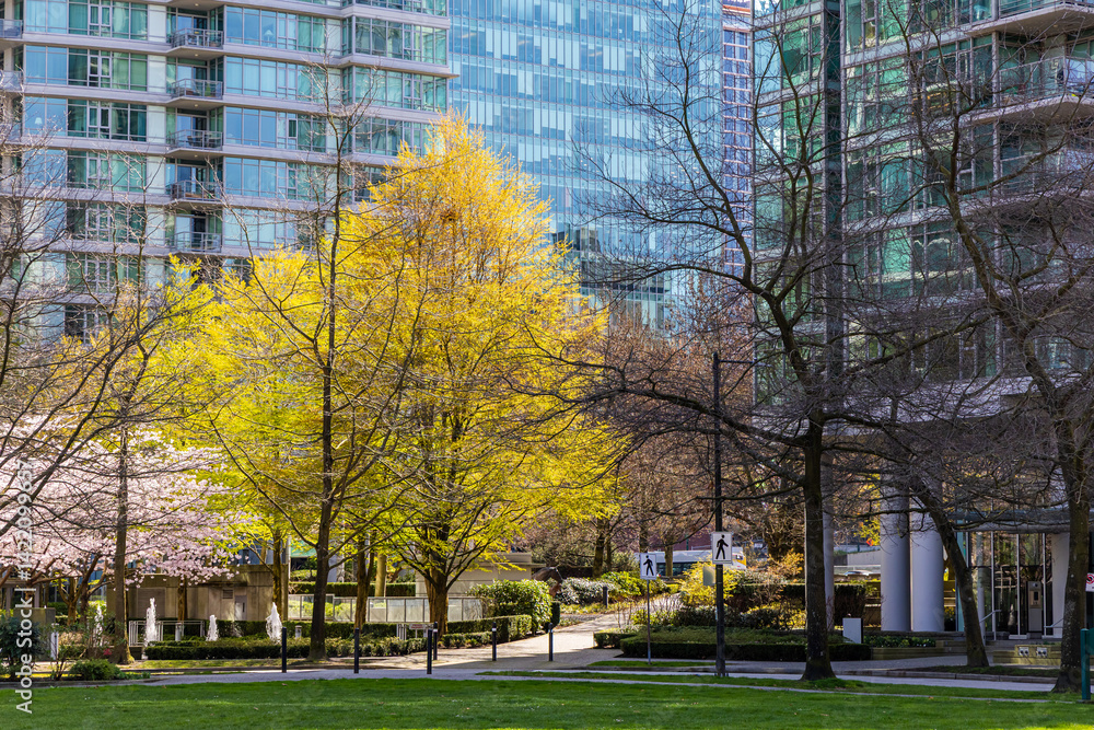 Obraz premium City Park with Colorful Trees in Downtown Vancouver, BC