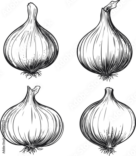 Detailed black and white illustration of four onions with organic textures. Vector illustration