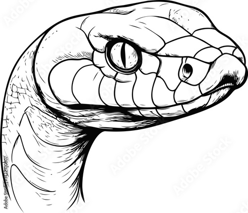 Black and white line drawing of a python snake head with detailed scales. Vector illustration