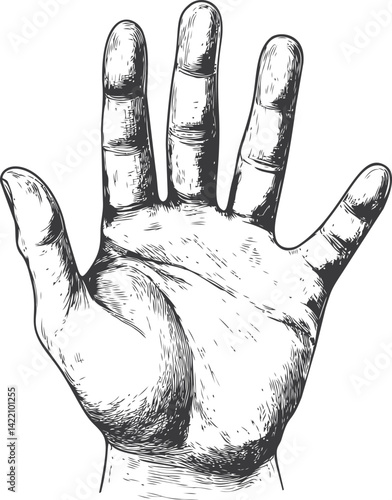 Detailed black ink hand drawing of an open palm with fine lines, vintage style. Vector illustration