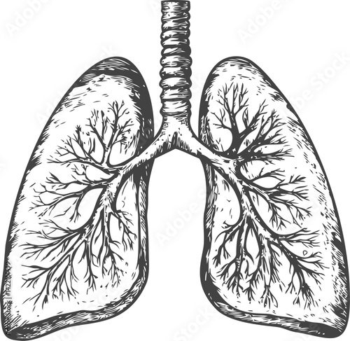 Detailed black and white illustration of human lungs anatomy, medical diagram. Vector illustration