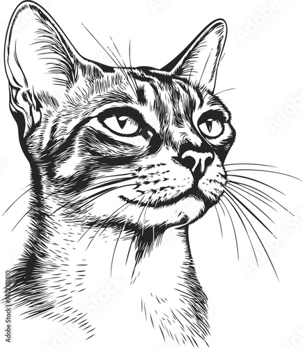 Detailed black and white sketch of a cat head with intricate line work. Vector illustration