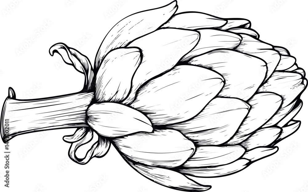 Fototapeta premium Detailed black and white illustration of an artichoke with intricate linework. Vector illustration
