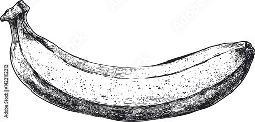 Vintage black and white sketch of a single banana in detailed ink style. Vector illustration