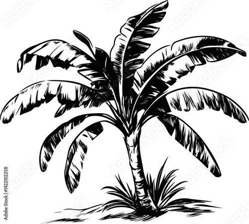 Black and white illustration of a tropical palm tree with banana leaves. Vector illustration