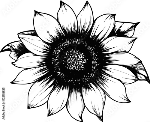 Hand-drawn black and white sunflower illustration with intricate details. Vector illustration