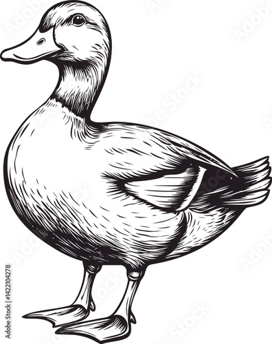 Detailed black and white illustration of a duck standing with feathers drawn. Vector illustration
