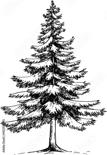 Black and white illustration of a detailed pine tree, nature sketch art. Vector illustration