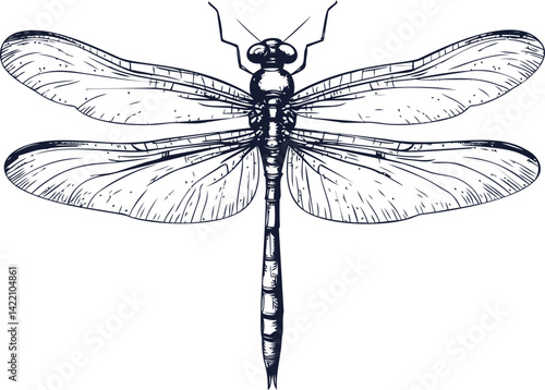 Detailed black and white illustration of a dragonfly with open wings, vector art. Vector illustration