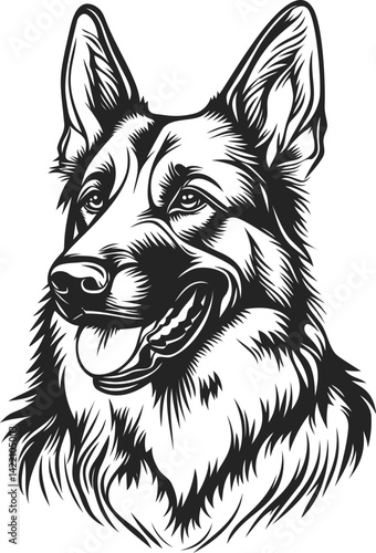 Detailed black and white german shepherd portrait, vector illustration. Vector illustration