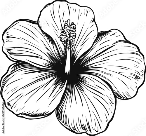 Line art of hibiscus flower with detailed petals in black and white illustration. Vector illustration