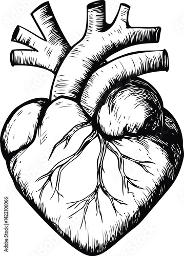 Detailed black and white anatomical heart illustration, medical design sketch. Vector illustration