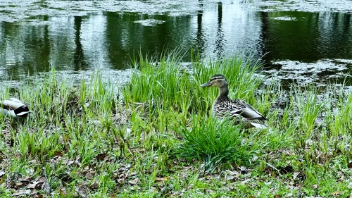 Duck with Ducklings Floating in the Pond in Summer Park. 4K video. Animals and Wildlife Concept. Close-up of ducks on the pond in the park. Wild ducks are reflected in the lake.