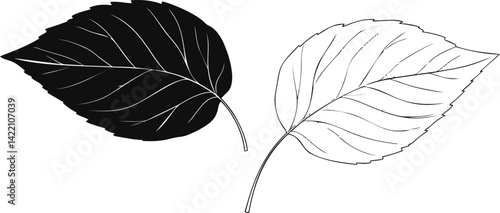 Illustration of black and white leaves with detailed veins, vector art. Vector illustration