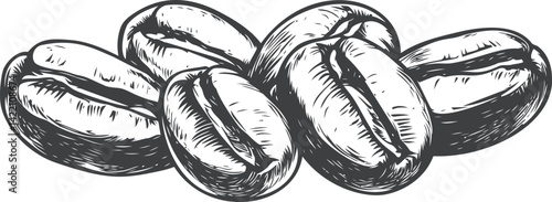 Hand-drawn illustration of detailed roasted coffee beans sketch. Vector illustration