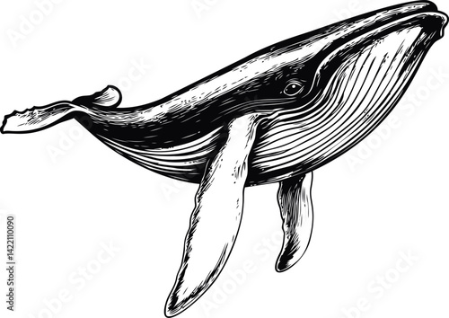 Line drawing of a majestic humpback whale with intricate details. Vector illustration